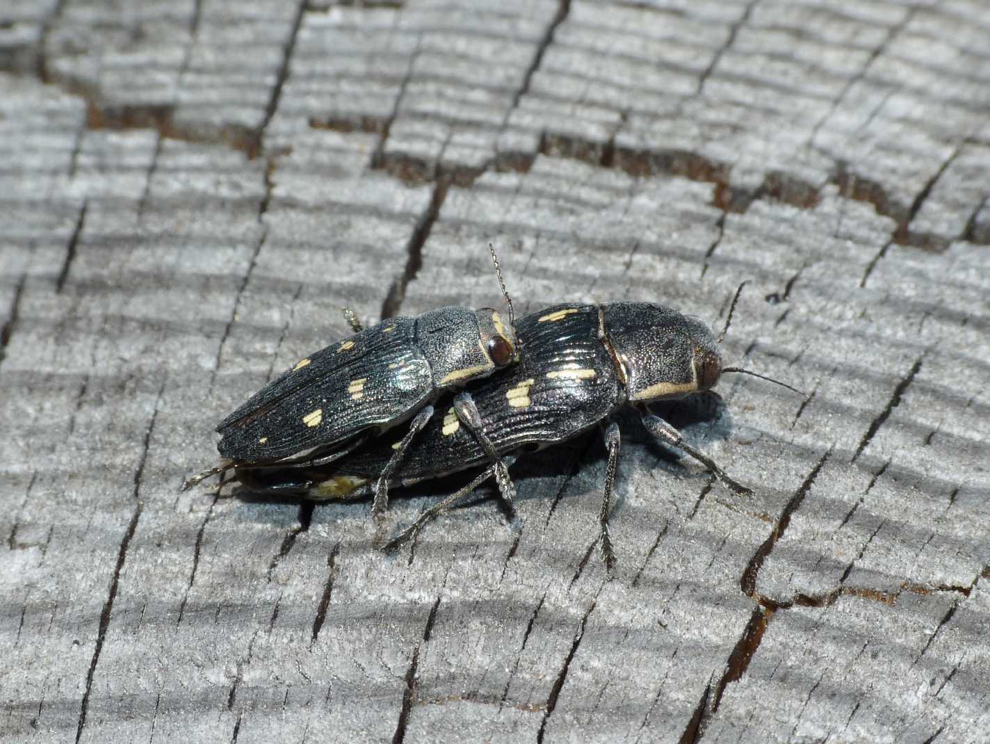 Buprestis novemmaculata in deposizione